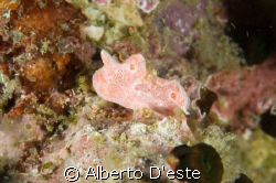 micro frog fish by Alberto D'este 